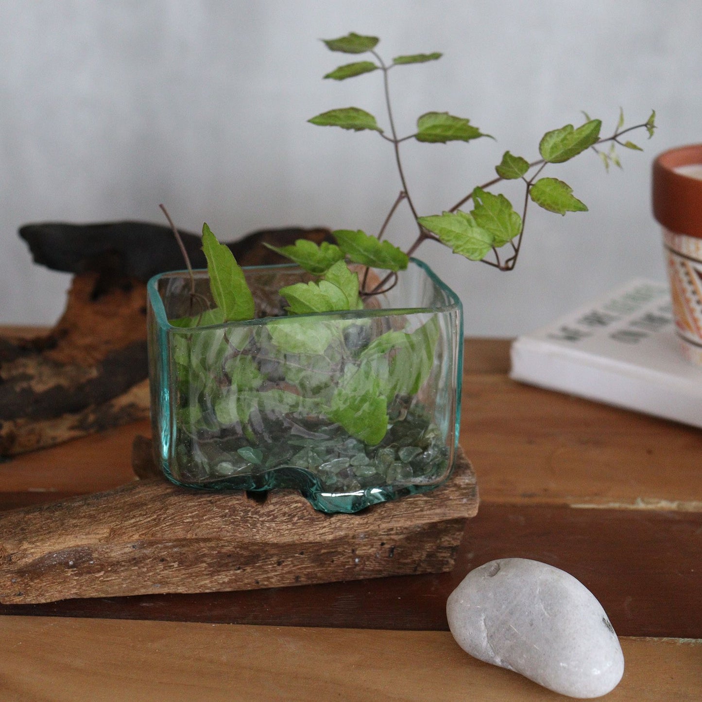 Small molten glass bowl shaped over natural Gamal wood base | WoodenLandia
